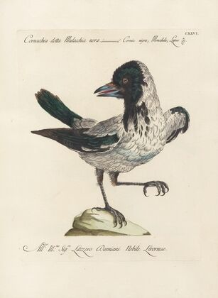 Ornithologia methodice digesta Pl.143