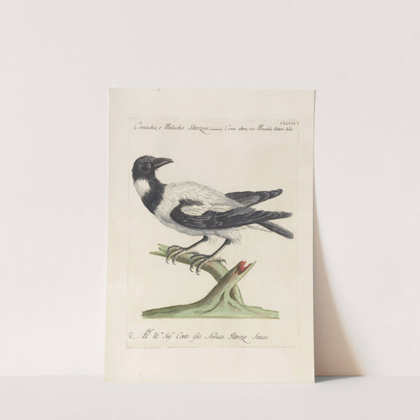 Ornithologia methodice digesta Pl.144 by Saverio Manetti