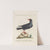 Ornithologia methodice digesta Pl.146 by Saverio Manetti