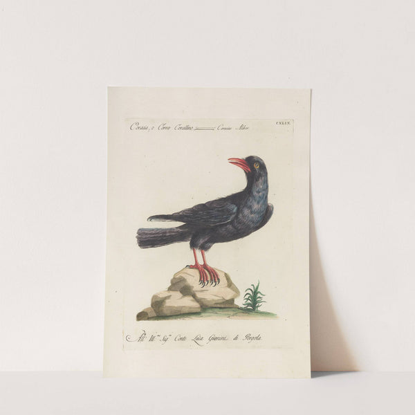 Ornithologia methodice digesta Pl.146 by Saverio Manetti