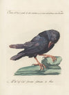 Ornithologia methodice digesta Pl.147