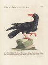 Ornithologia methodice digesta Pl.149