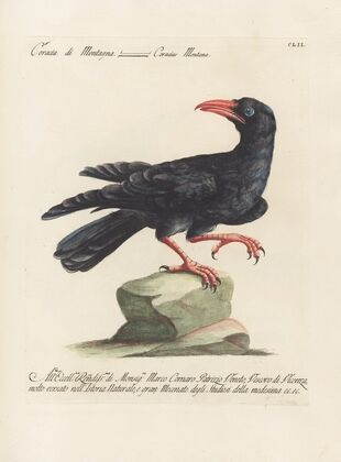 Ornithologia methodice digesta Pl.149
