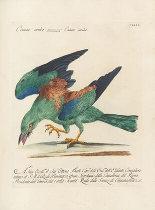 Ornithologia methodice digesta Pl.150