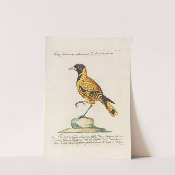 Ornithologia methodice digesta Pl.153 by Saverio Manetti