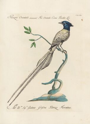 Ornithologia methodice digesta Pl.154