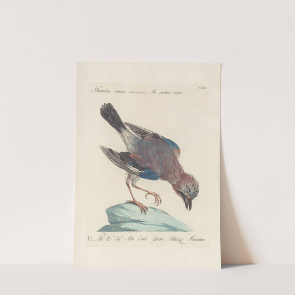 Ornithologia methodice digesta Pl.156 by Saverio Manetti