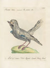 Ornithologia methodice digesta Pl.157