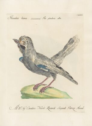 Ornithologia methodice digesta Pl.157