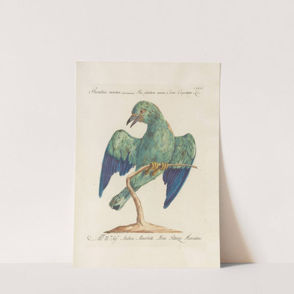 Ornithologia methodice digesta Pl.159 by Saverio Manetti