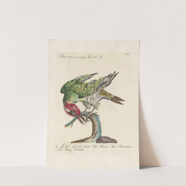 Ornithologia methodice digesta Pl.160 by Saverio Manetti