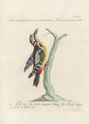 Ornithologia methodice digesta Pl.163