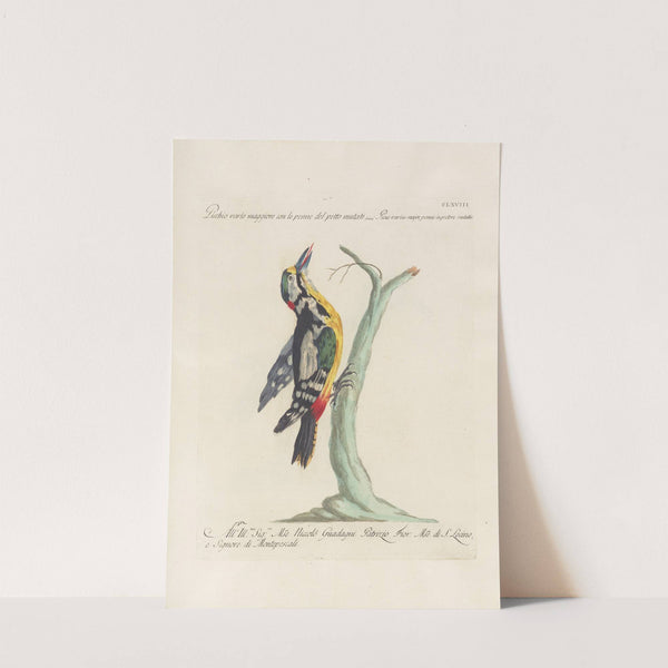 Ornithologia methodice digesta Pl.163 by Saverio Manetti