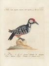 Ornithologia methodice digesta Pl.164