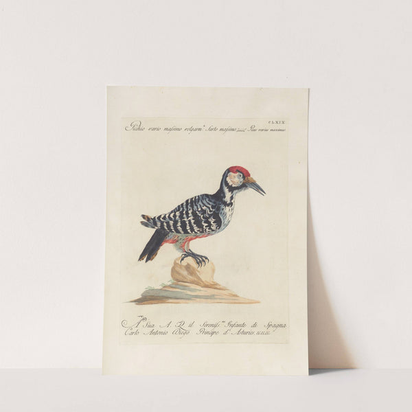 Ornithologia methodice digesta Pl.164 by Saverio Manetti