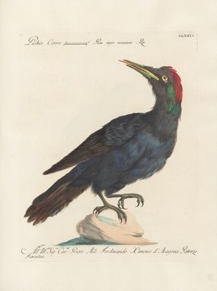 Ornithologia methodice digesta Pl.165