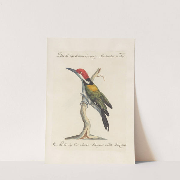 Ornithologia methodice digesta Pl.168 by Saverio Manetti