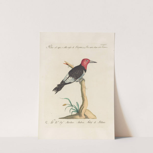 Ornithologia methodice digesta Pl.169 by Saverio Manetti