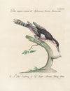 Ornithologia methodice digesta Pl.171