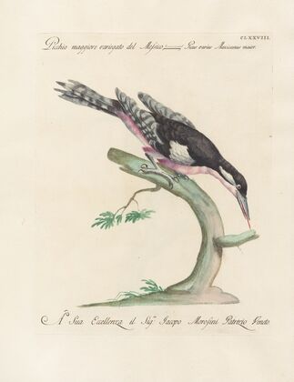 Ornithologia methodice digesta Pl.171