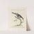 Ornithologia methodice digesta Pl.171 by Saverio Manetti
