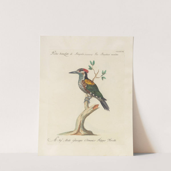 Ornithologia methodice digesta Pl.172 by Saverio Manetti