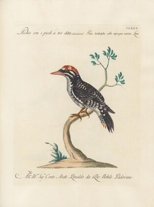Ornithologia methodice digesta Pl.173