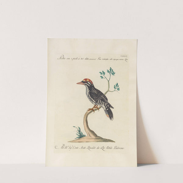 Ornithologia methodice digesta Pl.173 by Saverio Manetti