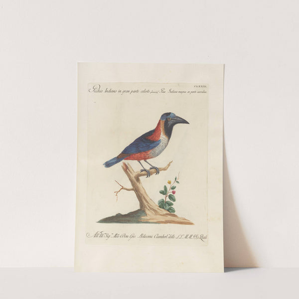 Ornithologia methodice digesta Pl.174 by Saverio Manetti