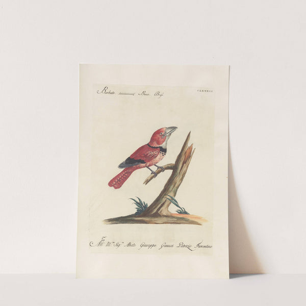 Ornithologia methodice digesta Pl.175 by Saverio Manetti