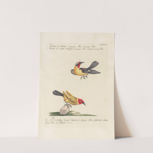 Ornithologia methodice digesta Pl.176 by Saverio Manetti