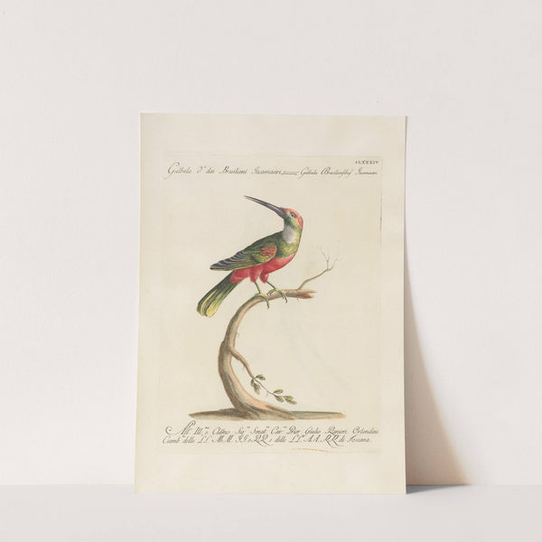 Ornithologia methodice digesta Pl.177 by Saverio Manetti