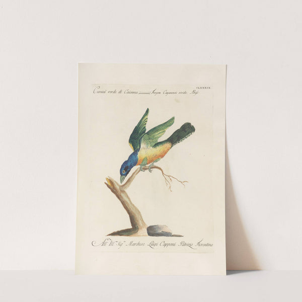 Ornithologia methodice digesta Pl.180 by Saverio Manetti