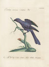 Ornithologia methodice digesta Pl.181