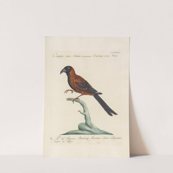 Ornithologia methodice digesta Pl.183 by Saverio Manetti