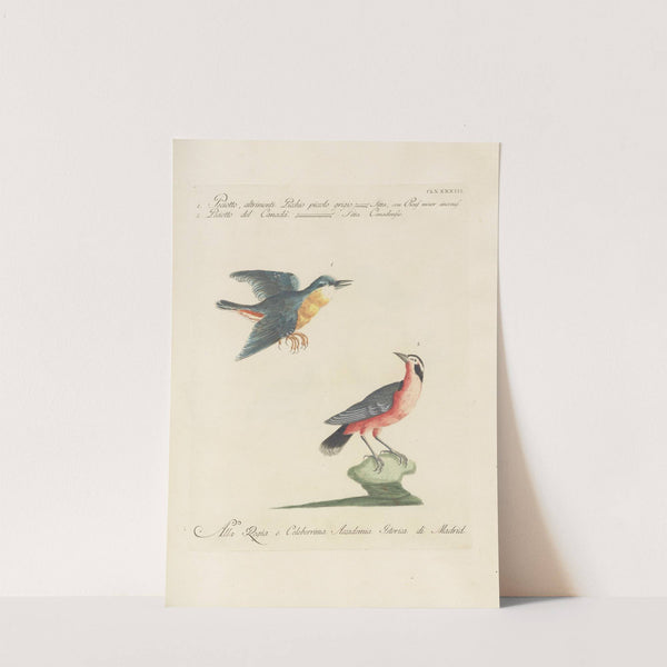 Ornithologia methodice digesta Pl.184 by Saverio Manetti
