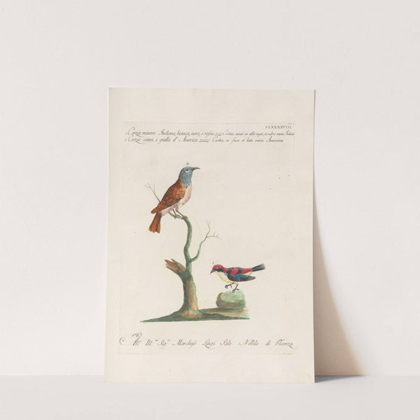 Ornithologia methodice digesta Pl.185 by Saverio Manetti