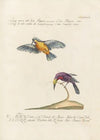Ornithologia methodice digesta Pl.186