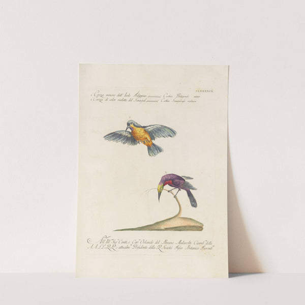 Ornithologia methodice digesta Pl.186 by Saverio Manetti