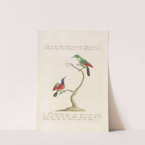 Ornithologia methodice digesta Pl.187 by Saverio Manetti