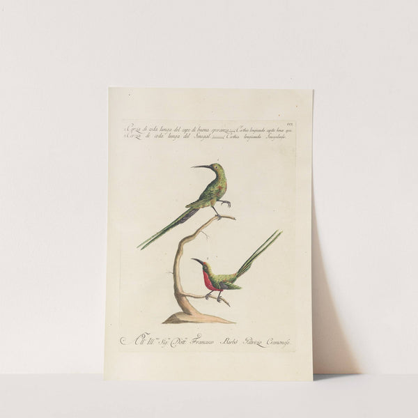 Ornithologia methodice digesta Pl.188 by Saverio Manetti