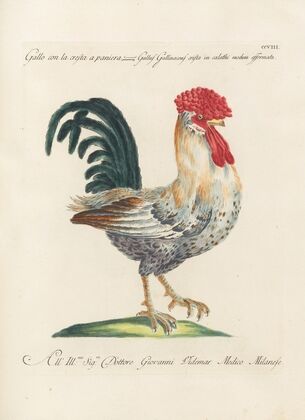 Ornithologia methodice digesta Pl.190