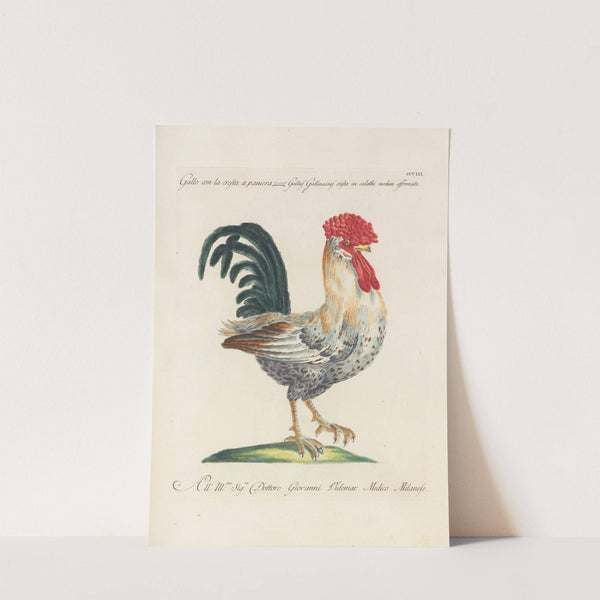 Ornithologia methodice digesta Pl.190 by Saverio Manetti