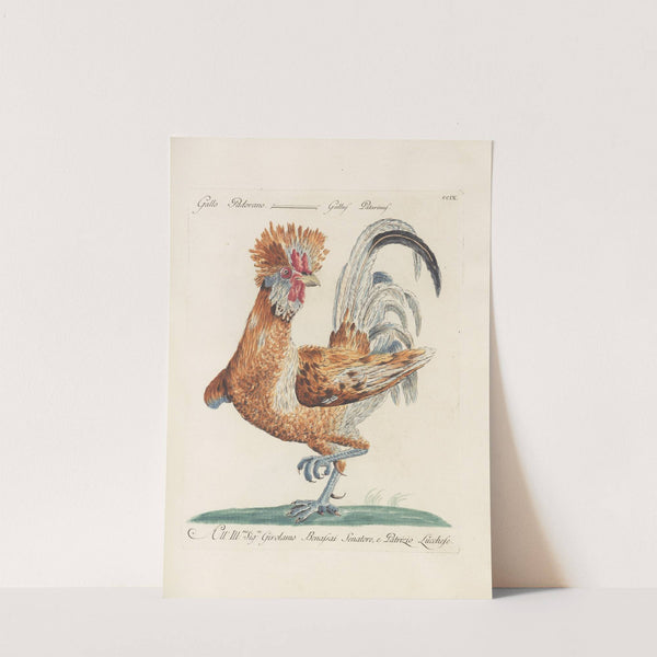 Ornithologia methodice digesta Pl.191 by Saverio Manetti