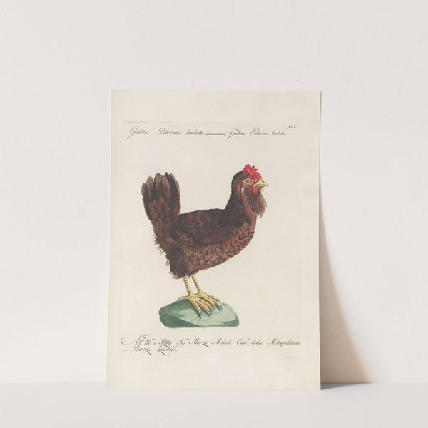 Ornithologia methodice digesta Pl.192 by Saverio Manetti