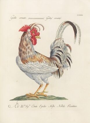 Ornithologia methodice digesta Pl.195