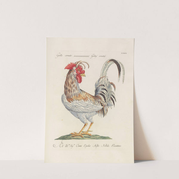 Ornithologia methodice digesta Pl.195 by Saverio Manetti