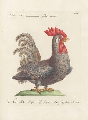 Ornithologia methodice digesta Pl.196