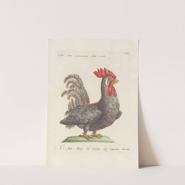 Ornithologia methodice digesta Pl.196 by Saverio Manetti