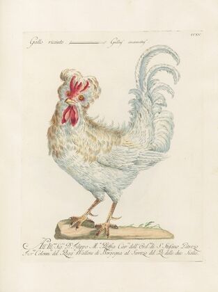 Ornithologia methodice digesta Pl.197